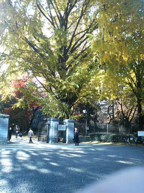 紅葉が見ごろでした